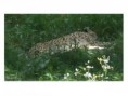 /album/animaux/ne-pas-deranger-jpg/